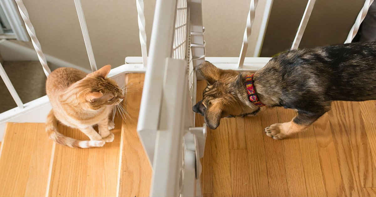 dog meet cat thru baby gate